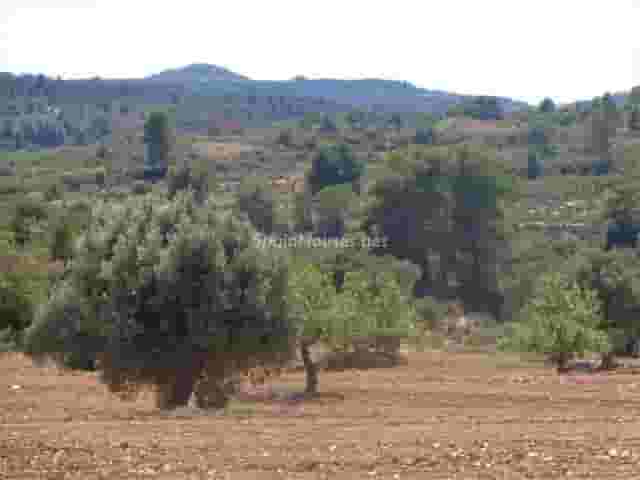 third image