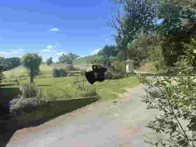 second image