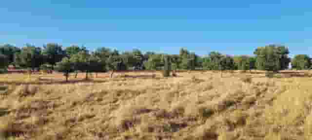 second image