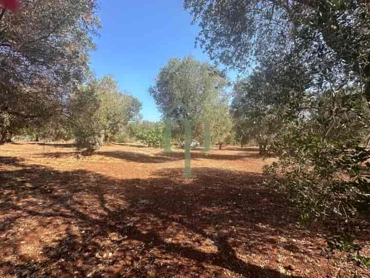 Other for sale in Ostuni, Italy