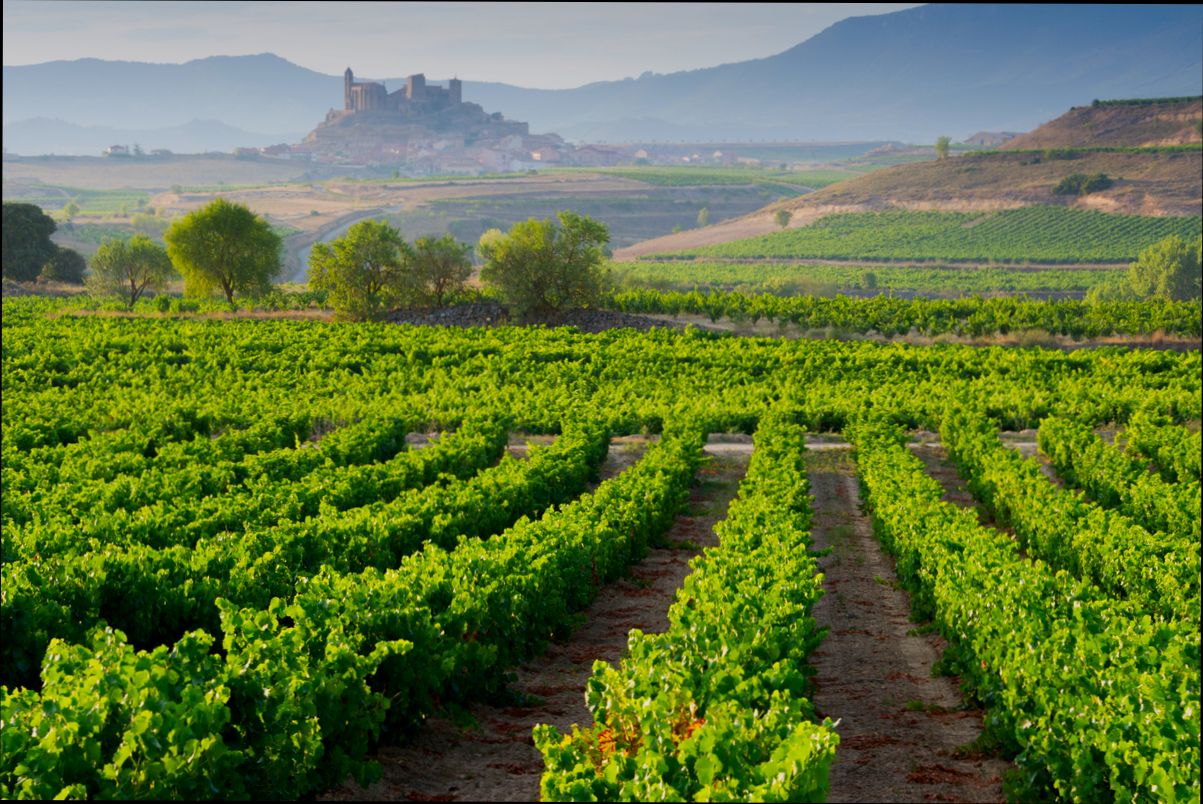 Buying Vineyard Property in Spain Guide - 1