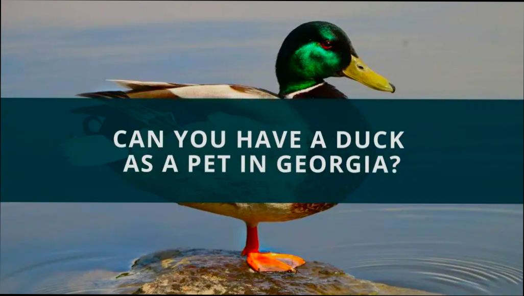 Pros and Cons of Living in Macon GA - 1