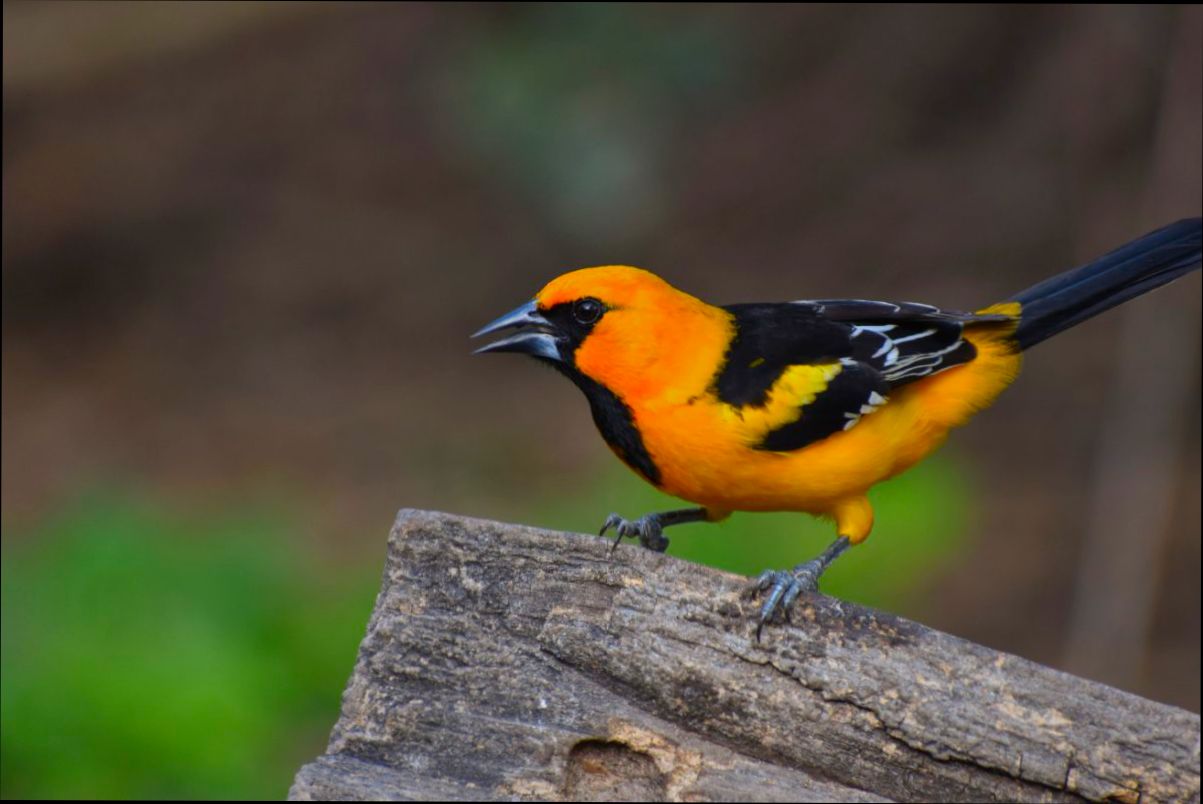 Pros and Cons of Living in McAllen TX - 5