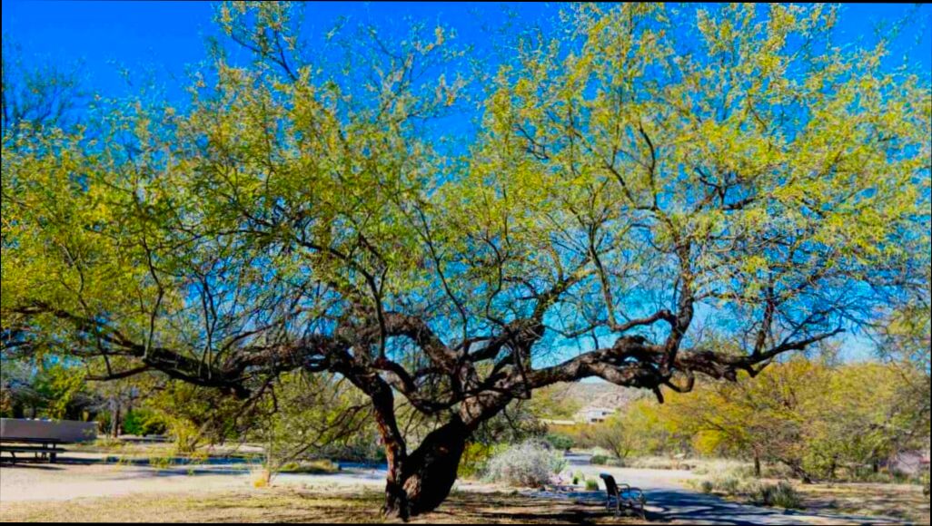 Pros and Cons of Living in Mesquite TX - 0