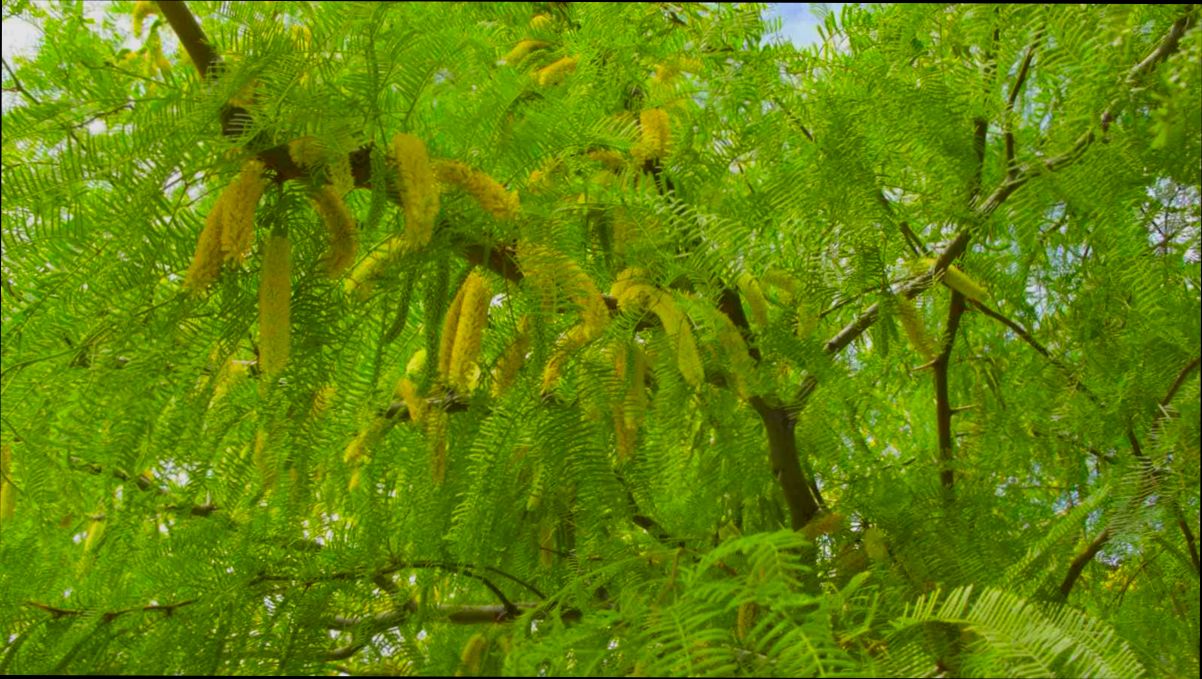 Pros and Cons of Living in Mesquite TX - 3