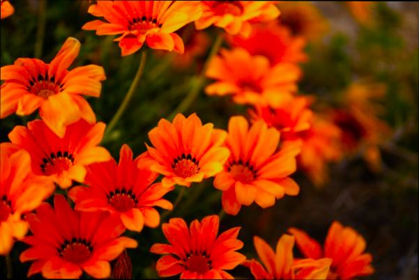 Pros and Cons of Living in Moreno Valley CA - 4