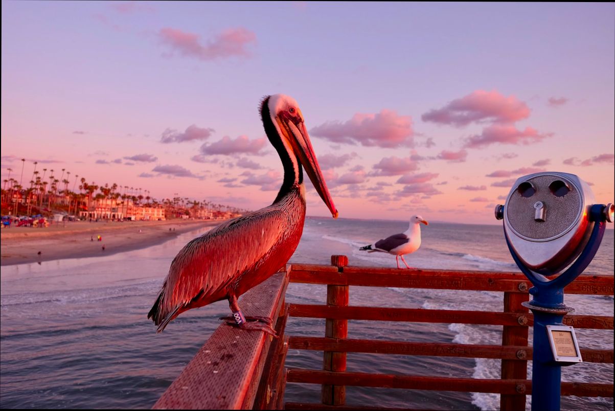 Pros and Cons of Living in Oceanside CA - 2