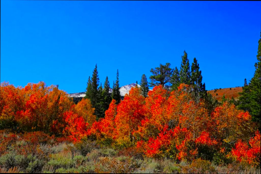 Pros and Cons of Living in Pomona CA preview