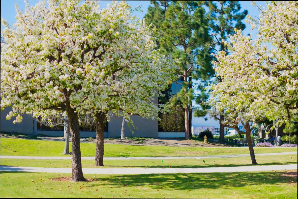 Pros and Cons of Living in Torrance CA - 0