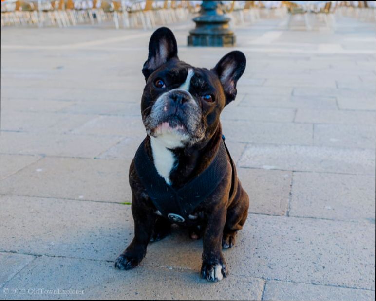 Pros and Cons of Living in Venice - 5