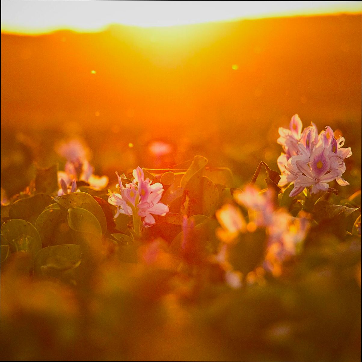 Pros and Cons of Living in Waco TX - 5