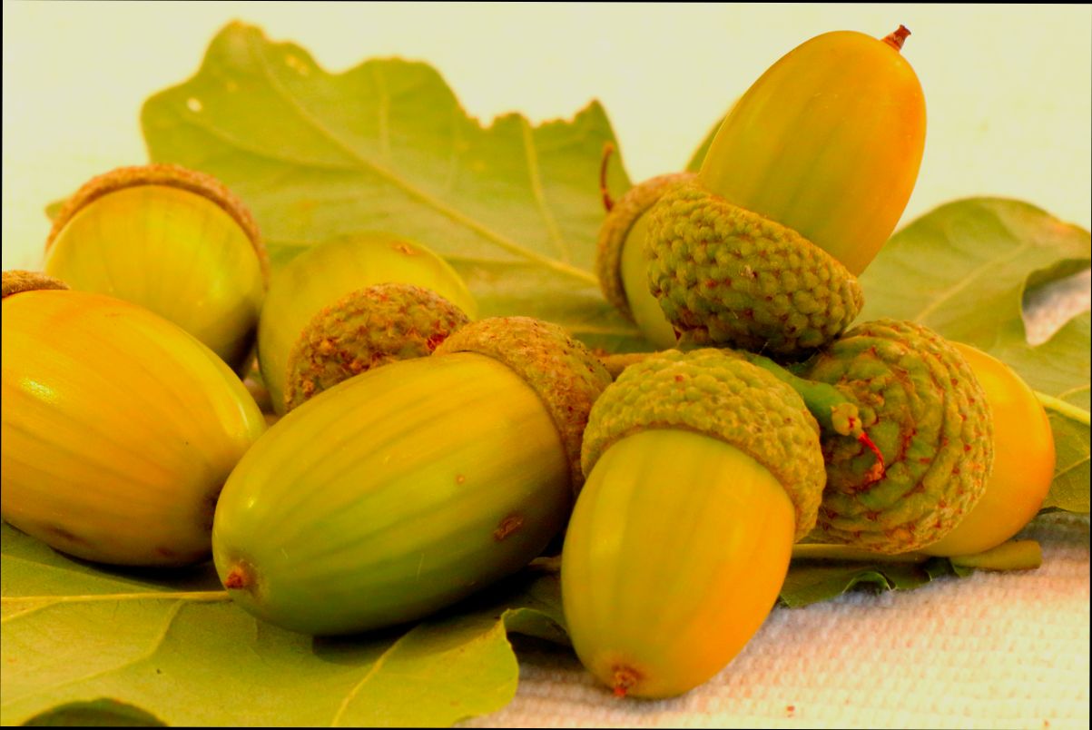 What is NUSS in Spain and How to Get It - 1